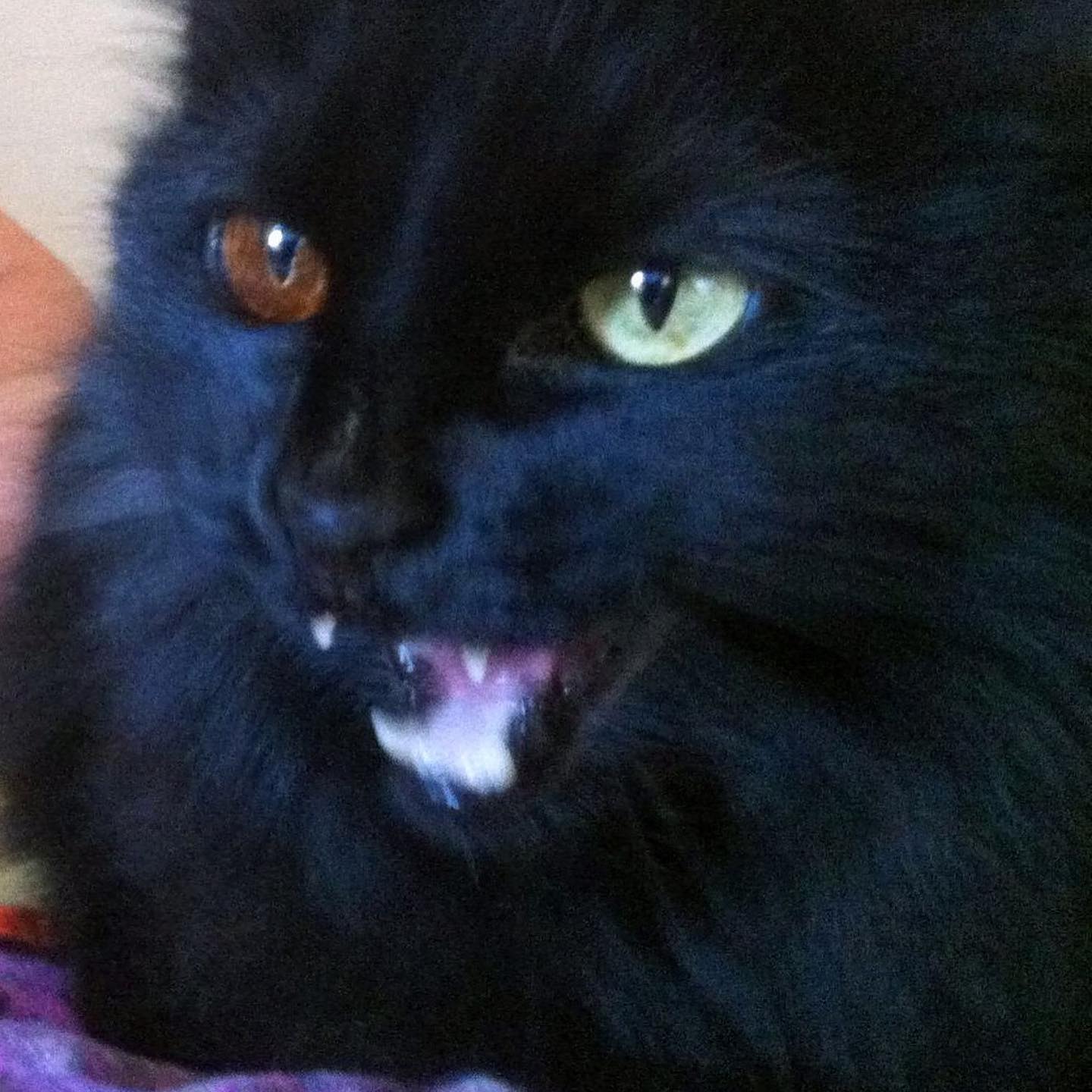 This would have been a picture of jingo